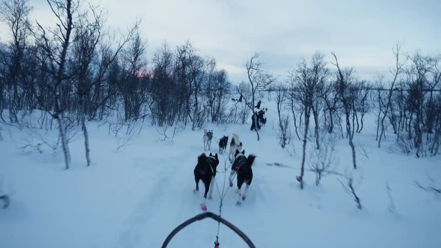 First-person view of a team of husky dogs pulling a sled through a snowy, tree-lined landscape at twilight