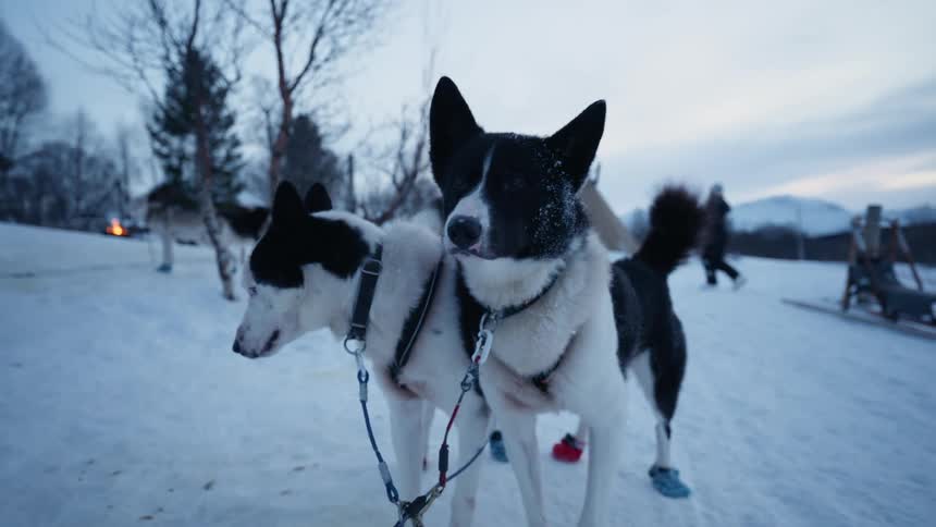 A pair of beautiful black and white sled dogs stand harnessed together in the snow, panting in slow motion as they wait for their ride