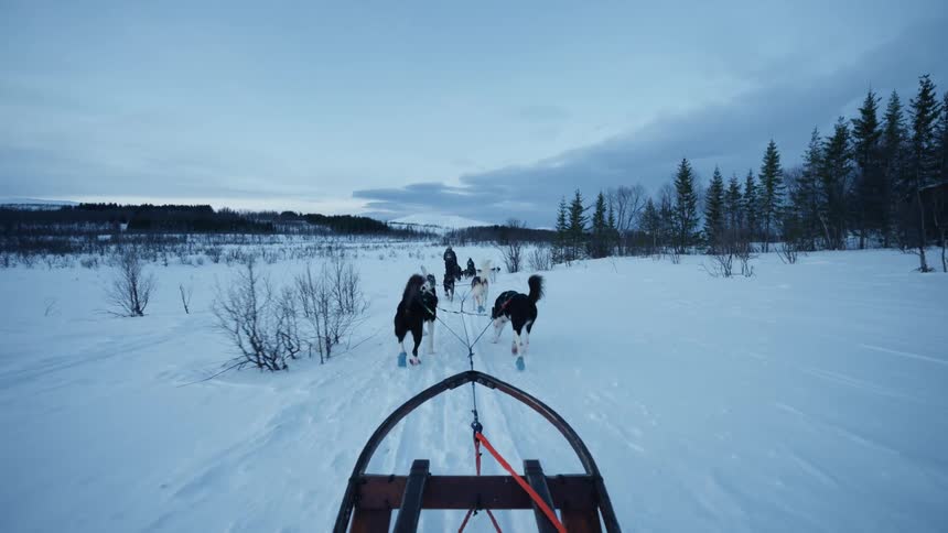 A first-person view from a dog sled as a team of huskies pull it through a snowy Arctic landscape at dusk