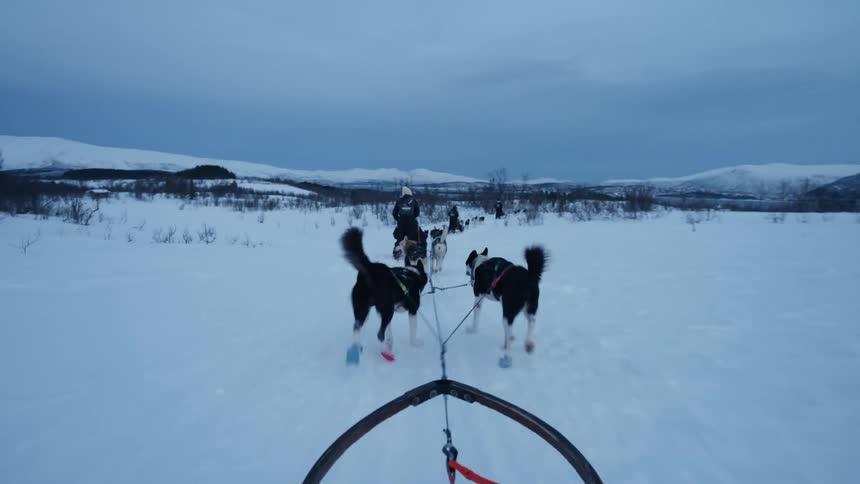 A first-person view of a team of energetic husky dogs pulling a sled through a vast, snowy arctic landscape at dusk
