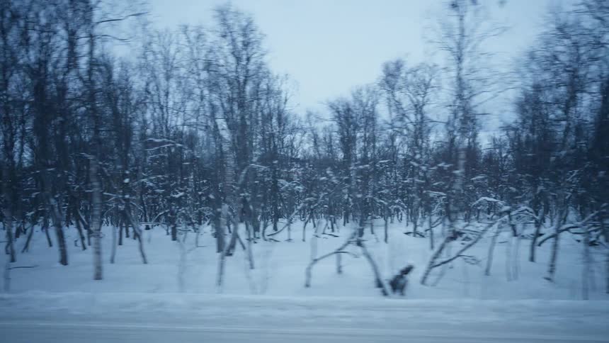 Side view from a moving vehicle captures the passing scenery of a snow-covered forest in winter
