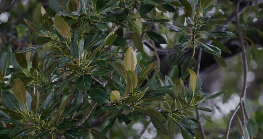 Slow motion footage captures gentle rain falling on the lush, green leaves of a tree