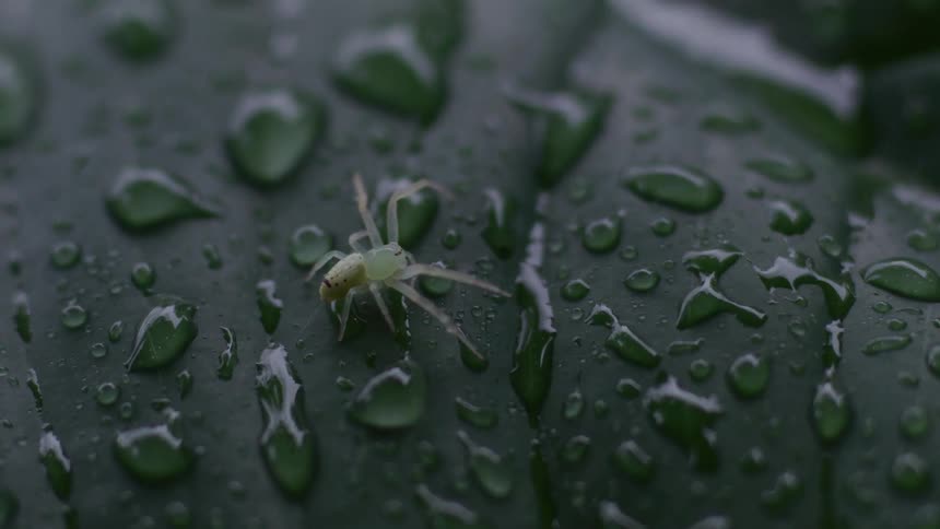 A macro close-up shows a tiny, pale green spider perched on a dark green leaf covered in shimmering water droplets after a rain shower