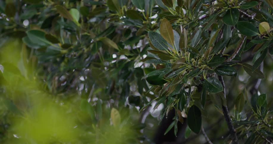 A close-up shot of gentle rain falling on the lush, wet leaves of a tree