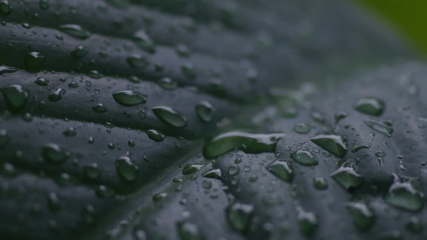 A detailed macro shot captures shimmering water droplets resting on a large, textured green leaf