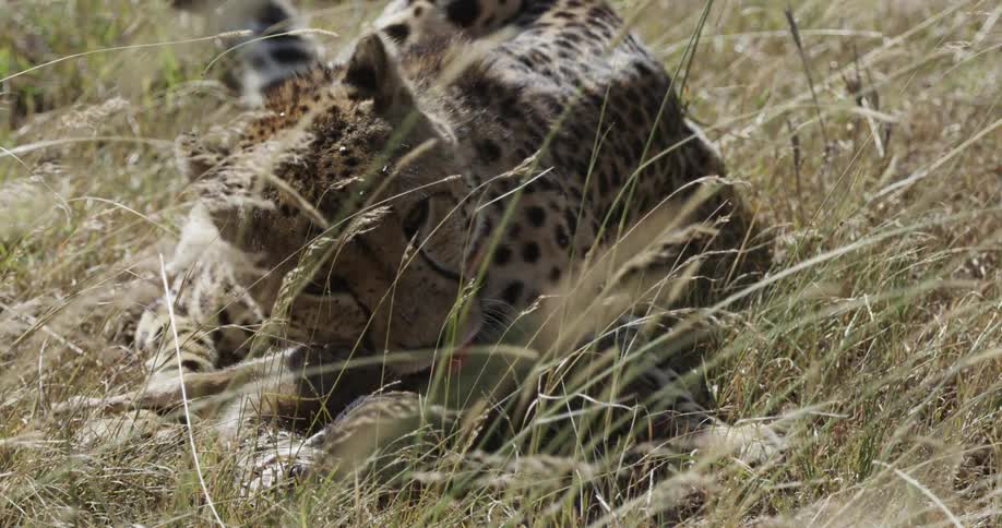 A cheetah eats while laying in tall grass
