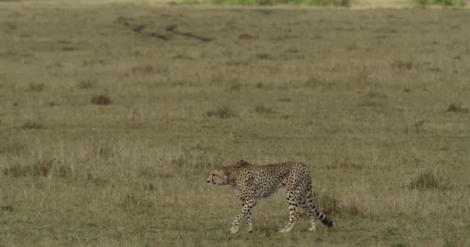 A cheetah stalks potential prey on a grassy plain