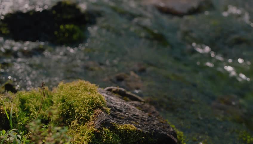 A peaceful close-up of sun-dappled water flowing gently past a vibrant green mossy rock in a forest stream