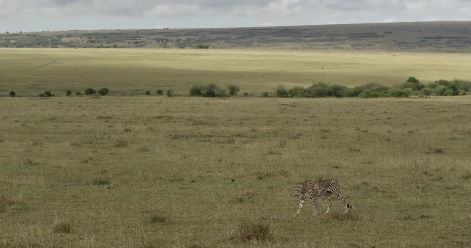 Cheetah crosses the savanna