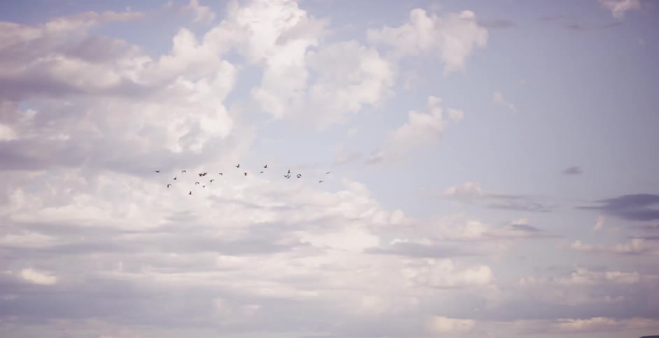 A flock of birds soars gracefully in slow motion across a vast, dreamy, cloud-filled sky