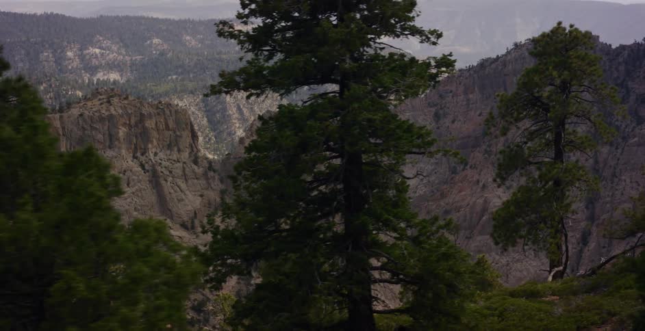 A slow pan reveals a vast mountain vista framed by tall pine trees