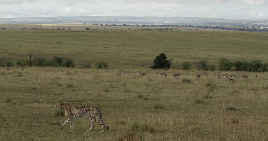 A cheetah slowly walking on grassy plains near foraging antelopes