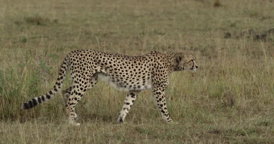 A cheetah walks in the grass looking around