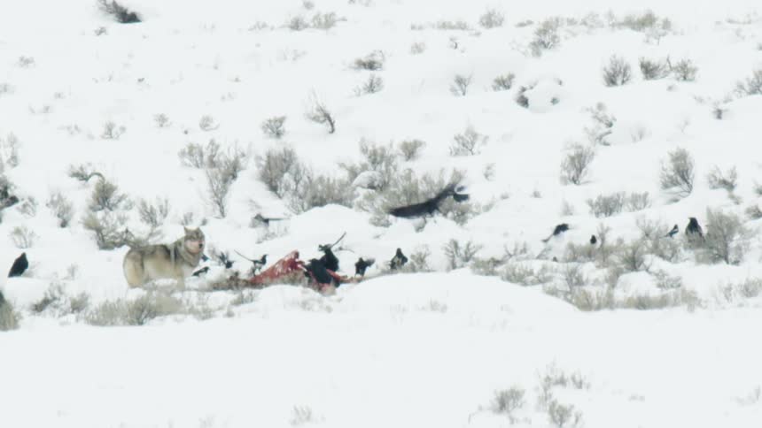 Slow motion shot of a gray wolf eating a fresh kill in the snow as a large flock of ravens and crows fly around, trying to scavenge