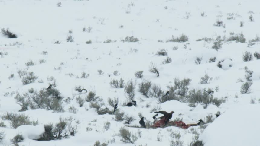 A flock of magpies, ravens, and eagles scavenge an animal carcass in a vast, snowy landscape in slow motion