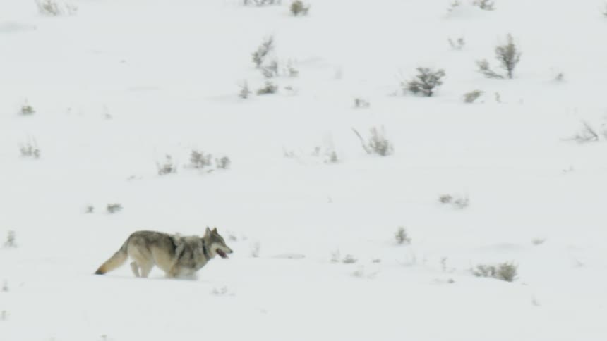 A lone gray wolf travels through the deep snow of a wintery, barren landscape in slow motion