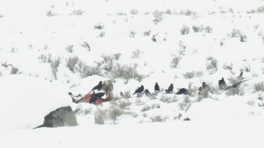 A wolf tears into a carcass on a snow-covered hill as ravens and magpies wait for a chance to scavenge