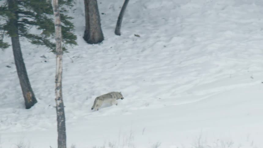 A lone gray wolf walks across a snowy landscape dotted with pine trees in the winter