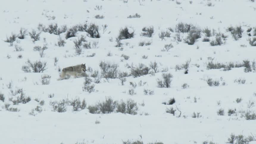 A lone gray wolf emerges from behind a rock and trots through a snowy winter landscape before sitting down to rest
