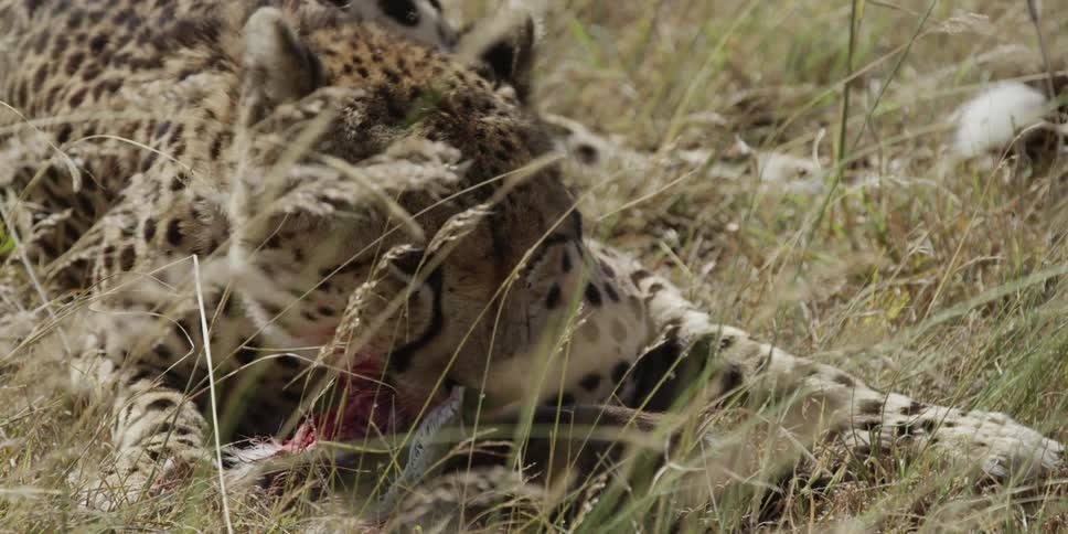A cheetah eats while laying in tall grass