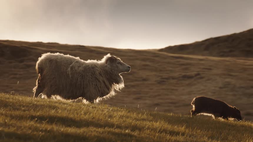 Slow motion shot of a mother sheep and her lambs grazing on a hillside backlit by the golden hour sun