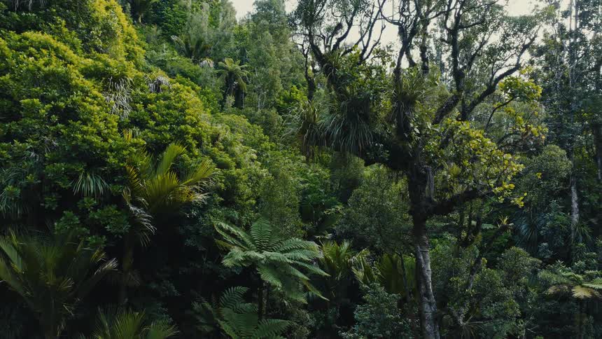 A slow zoom into a dense hillside covered in lush green rainforest foliage and native ferns