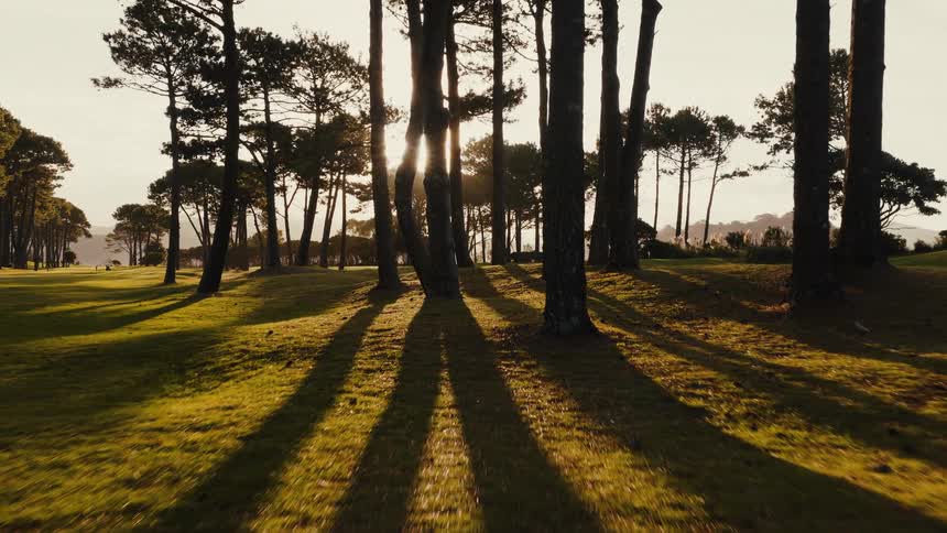 Sunbeams shine through pine tree trunks in a tranquil forest at sunset, creating long shadows on the green grass