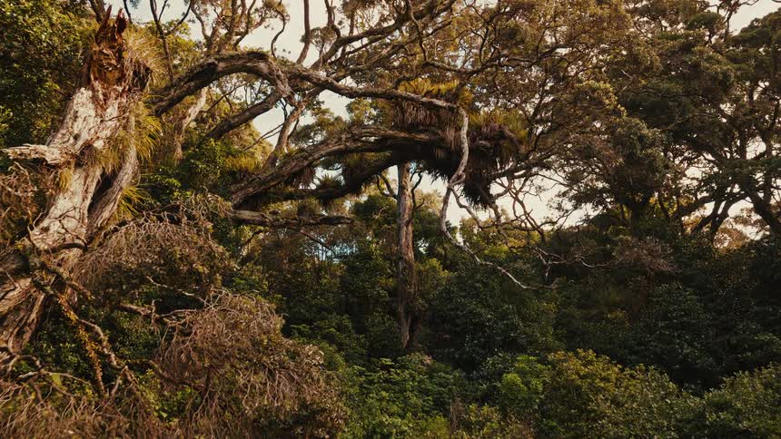 An aerial view slowly pushes towards an ancient, gnarled tree in a dense tropical rainforest