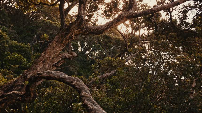 Golden sunlight filters through the dense canopy of a lush, ancient forest, highlighting the twisting branches of a gnarled tree
