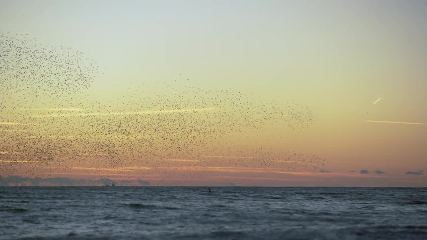 Flocks of birds are flying in the sky above the ocean at dusk