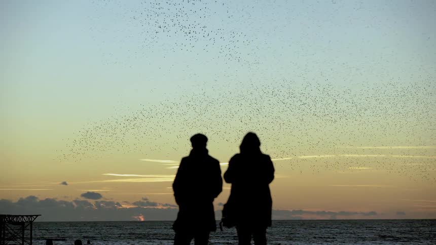 Two people by the shore watch a flock of birds
