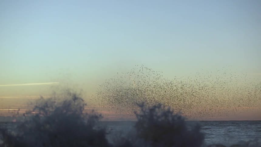 A flock of birds flies above ocean waves