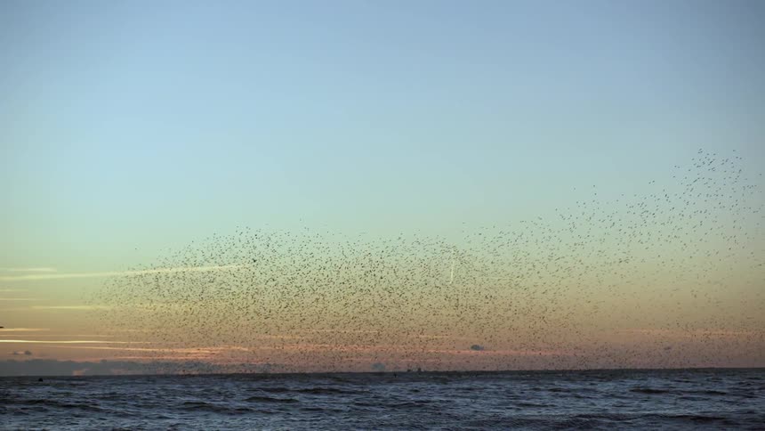 A flock of birds fly over the water at sunset
