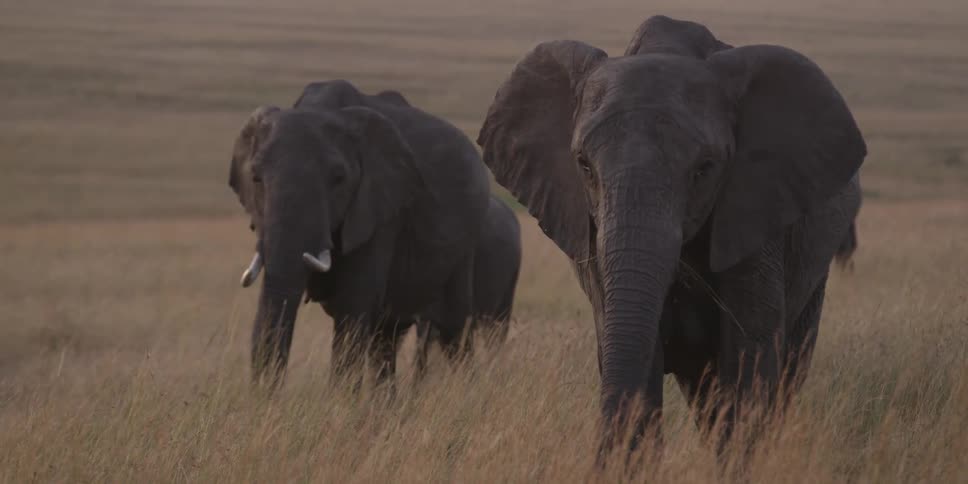 Two elephants walking towards the camera through the grass at sunset