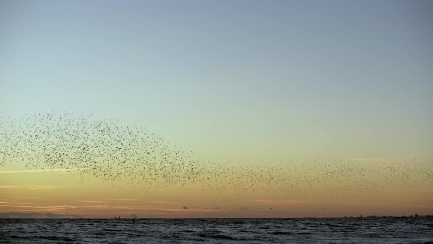 Large flock of birds flying in unison over ocean water at dusk