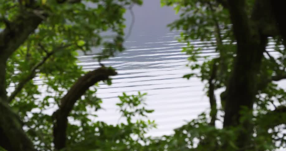 Water rippling through trees