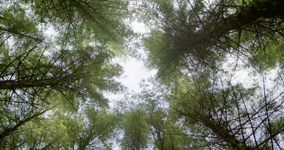 Sun shines through tree tops of a forest
