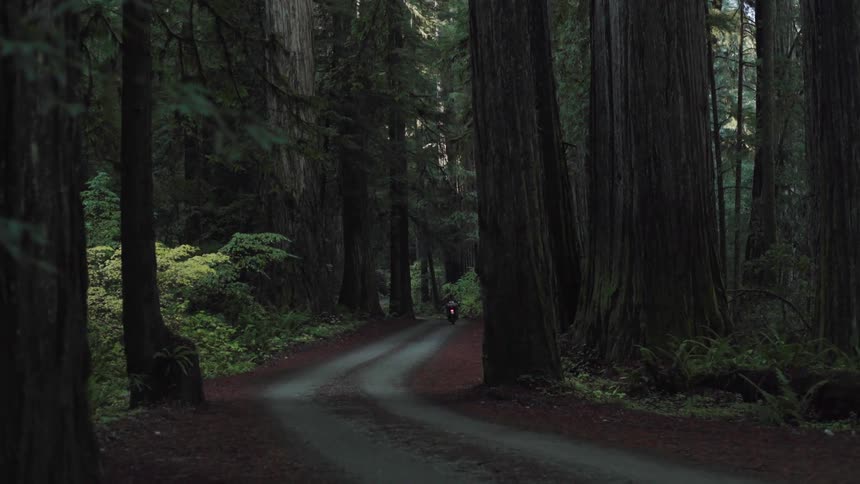 A motorcycle travels down the small road in the woods