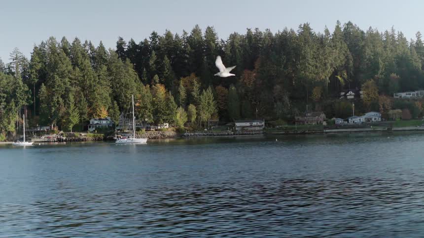 A bird flies over a lake as a white sailboat passes by