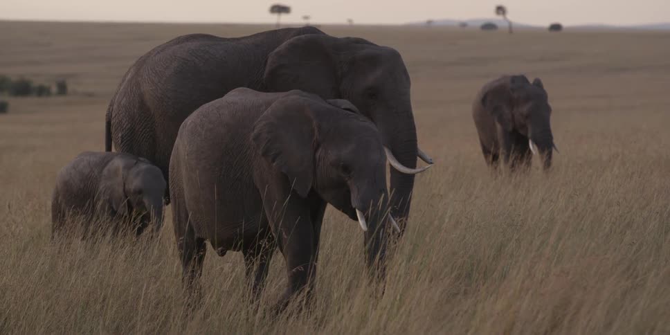 Elephants walk in tall grass