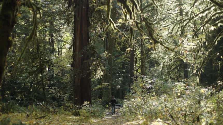 Person walking on trail into the forest