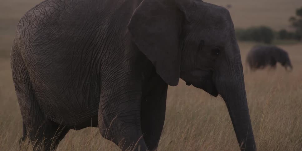 Elephants eating on a grassy plain