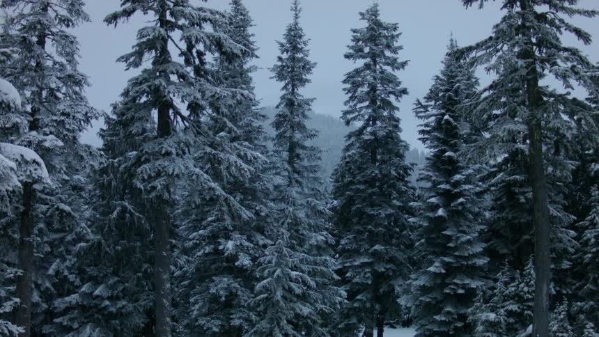 Snow falls in a forest