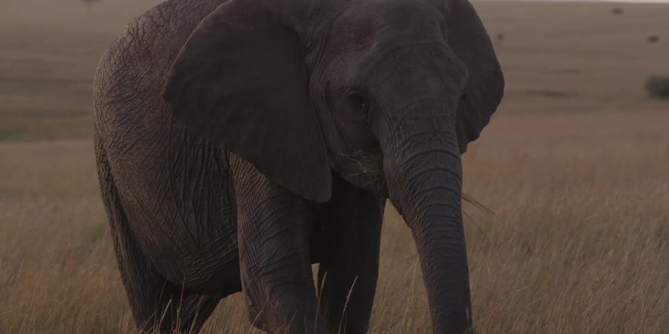 Elephants graze in the field