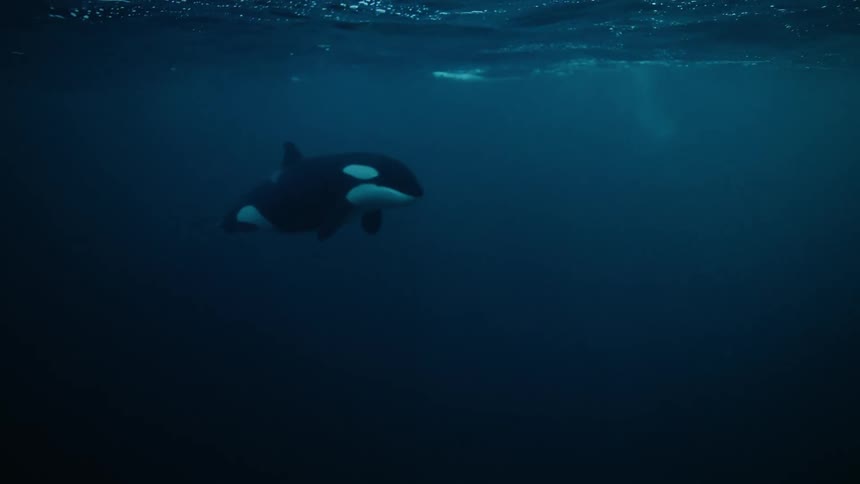 An orca swims slowly out of the deep blue ocean towards the camera and gracefully turns to swim just below the water's surface