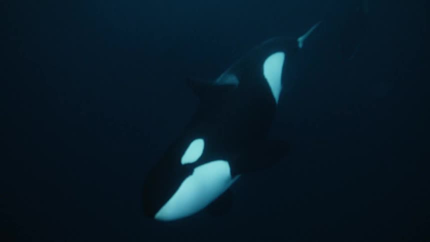 A majestic orca gracefully swims up from the depths of the dark blue ocean