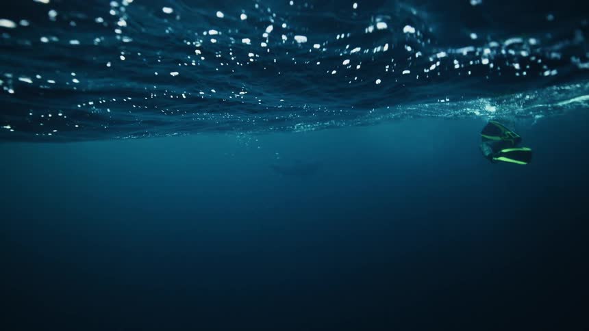 An awe-inspiring underwater view captures a snorkeler floating near the surface as a large whale glides through the deep blue ocean