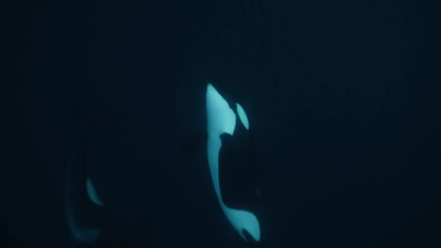 An overhead underwater view captures two orcas swimming together into the dark, mysterious depths of the ocean