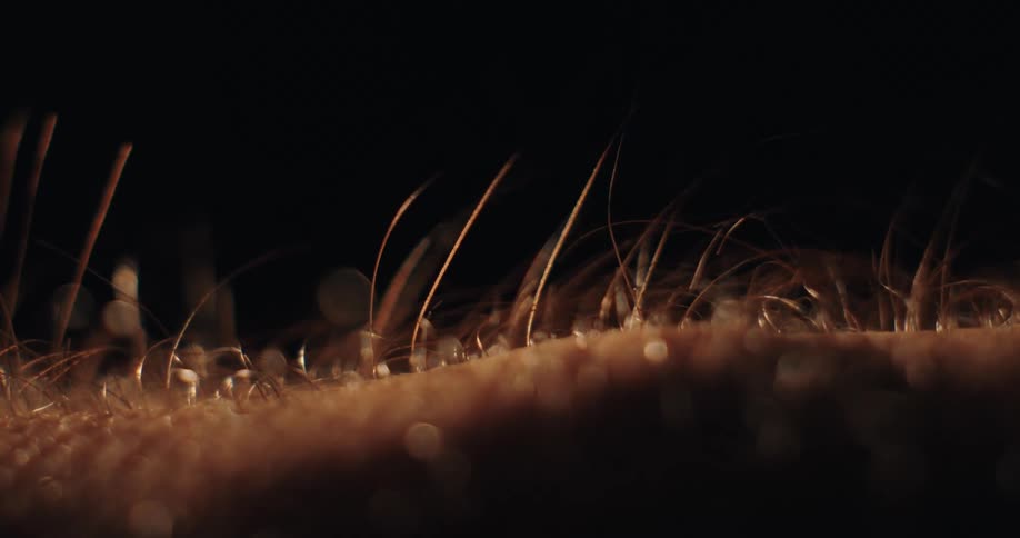 A dramatic extreme macro shot captures the hairs on a person's skin standing on end from goosebumps against a black background