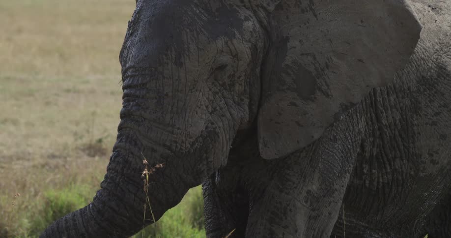 Elephant standing in a field